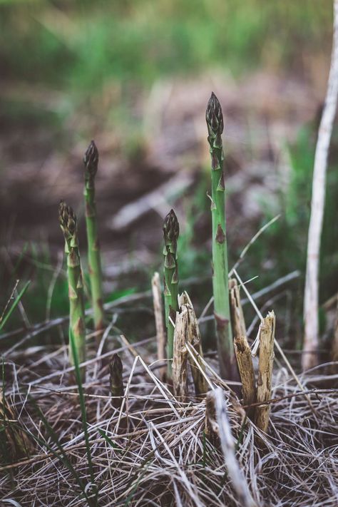 Honey Asparagus, Asparagus Growing, Lilac Honey, Forest Gardens, Asparagus Seasoning, Fancy Sauce, Lilac Bushes, Fresh Asparagus, Grasses Garden