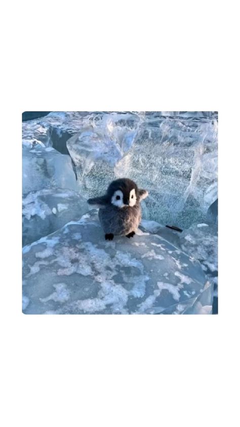 Penguin Wallpaper, Penguins Funny, Funny Tiktok, Wallpaper Trends, Cute Animals Images, Winter Wallpaper, Cute Penguins, Cute Animal Photos, Kawaii Wallpaper