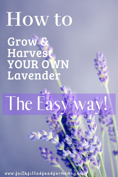 Growing and harvesting your own Lavender is SO EASY! You can grow Lavender anywhere really. It's perfect for the garden and even more perfect to bring into your home for the fragrance, cooking or crafts! Use these tips and ideas and grow your own! #lavender #garden #gardening #howtogrow #crafts #tips #cooking Lavender Gardening, Harvest Lavender, Lavender Plant Care, Farmer Florist, Grow Lavender, Garden Witch, Gardening Crafts, Herbal Health, Lavender Plants