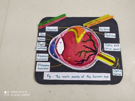 Human Eye Model Project, Human Eye Diagram, Eye Diagram, Parts Of An Eye, Anatomy Of Human, Eye Project, Science Model, Eye Model, Eye Function