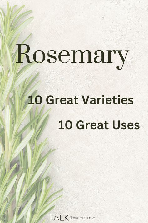 Get to know rosemary! The varieties of rosemary don’t only differ in form, but also in their size and color of the leaves, as well as the color of their flowers. But, the aromatic pine-like needles remain a clear tell for this plant. In this article, I share the details about ten great rosemary varieties, as well as ten great ways to use this beautifully fragrant herb. Types Of Rosemary Plants, Rosemary Varieties, Arp Rosemary, Rosemary Tree, Growing Rosemary, Rosemary Plant, Dark Blue Flowers, Spice Island, Ground Covers