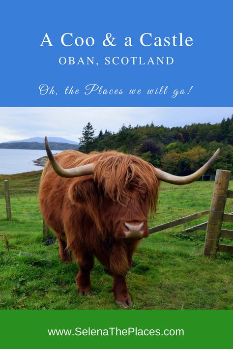 Oh, the places we will go!: A Coo & a Castle in Oban, Scotland Oban Scotland, Scotland Vacation, Isle Of Lewis, Scotland Road Trip, Isle Of Harris, Travel Scotland, United Kingdom Travel, Scotland Highlands, Outer Hebrides