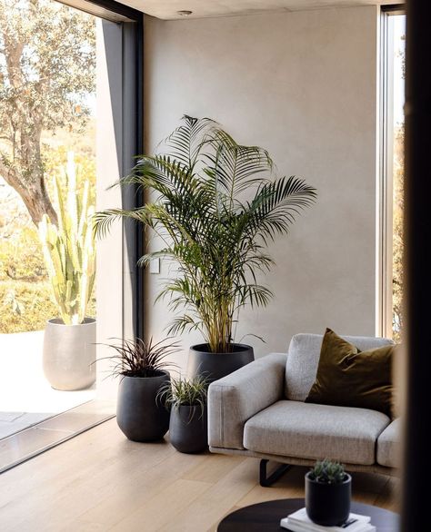 Bringing a touch of nature indoors with this chic trio! 🌿✨ ⁠ ⁠ Recreate this look using the Concrete Grey JITT, a lush Areca Palm, a Carex Feather Falls and the striking Phormium Bronze Baby. ⁠ ⁠ Elevate your living space with a perfect blend of texture and greenery. 🪴 Areca Palm, Nature Indoors, Lush, Living Spaces, Texture, Plants, Grey, Nature