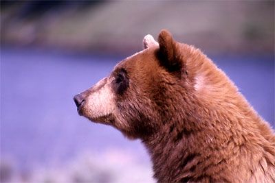 How to Hang Your Bear Bag: Tips from Leave No Trace - Trailspace Black Bear Cub, Bear Attack, Bear Bag, Leave No Trace, Face Profile, Ursa Major, Bear Head, Animal Portraits, Bear Pictures