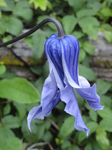 It is the final day of June 2013. And it is soggy here at the farm. I thought I’d share what some of our clematis look like at this time. These two clematis are favorites of many of my friend… Blue Clematis, Clematis Flower, Clematis Vine, Unusual Plants, Unusual Flowers, Blue Garden, Rare Flowers, Pretty Plants, Exotic Flowers