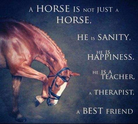 Couldn't be more true Equine Quotes, Inspirational Horse Quotes, Horse Riding Quotes, Equestrian Quotes, Riding Quotes, Country Girl Quotes, Horse Quotes, Horse Crazy, Horse Equestrian