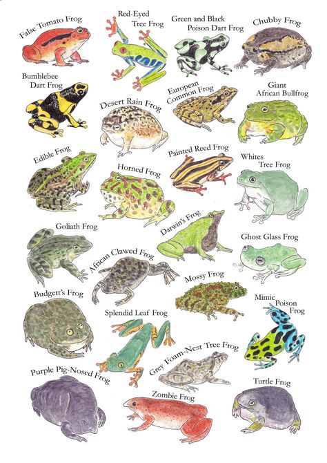 24 Frogs of the World A4 poster. High quality print of original watercolour of 24 named frogs. (text-free option available) Perfect for your frog loving friend/child or self. Colourful, chubby and funny looking frogs, this covers them all. Printed on 260gsm professional photo paper with a satin (semi-gloss) finish. Colourful Frog, Frog Things, Types Of Frogs, Colorful Frogs, Frog Poster, Animal Infographic, Frog Painting, Art Frog, Plant Book