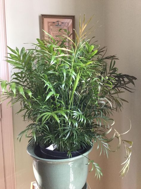 Learn why palm plants turn brown and other tips for growing at https://www.houseplant411.com/houseplant/how-to-grow-care-for-a-parlor-palm-neanthebella-palm-chamadorea How To Care For A Palm Plant, How To Care For Palm Plants Indoors, Parlor Palm Care Tips, Parlor Palm Care, Palm Plant Indoor, Fiddle Faddle, Palm Plant Care, Parlour Palm, Palm House Plants