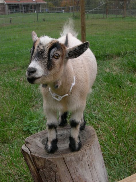 bahhhh what a cutie!!! Pigmy Goats Full Grown, Goat Pygmy, Pigmy Goat, Goat Supplies, Pygmy Goats, Fav Animal, Pet Goat, Miniature Donkey, Goat Kidding