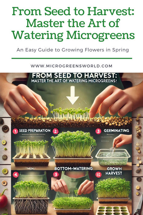 It highlights the steps involved, with a special focus on bottom-watering. The clean and modern design ensures clarity and attractiveness, perfect for guiding anyone through the process of growing healthy, vibrant microgreens. How To Grow Micro Greens, Micro Greens Growing, Diy Microgreens, Green Magic Homes, Grow Sprouts, Microgreens Garden, Bottom Watering, Microgreens Growing, Hydroponic Gardening System