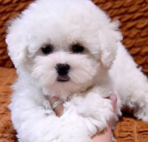 14 Funny Bichon Frise Pictures That Will Make You Smile! – The Paws Bijon Frise, Bishon Puppies, Bichon Frise Aesthetic, Bichon Frise Haircut Styles, Teacup Bichon Frise, Dog Facts Interesting, Poochon Dog, Bichon Poodle Mix, Puppy Haircut