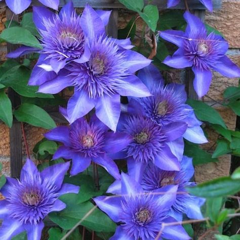 Flowerscape Coloring, Climbing Clematis, Blue Clematis, Vine Plants, Clematis Plants, Clematis Vine, Bulb Flowers, Garden Patio, Gardening Ideas