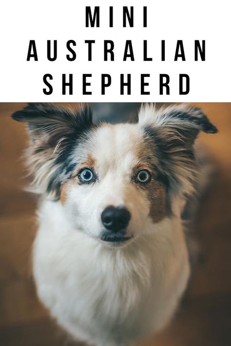 Mini Australian Shepherd – The Complete Guide to the Miniature Aussie Mini Aussie Shepherd Training, Mini Aussie Haircut, Australian Shepherd Haircuts, Mini Aussie Shepherd Full Grown, Mini Australian Shepherd Haircut, Miniature American Shepherd Puppy, Mini Aussie Full Grown, Corgi Tips, Mini Australian Shepherd Full Grown