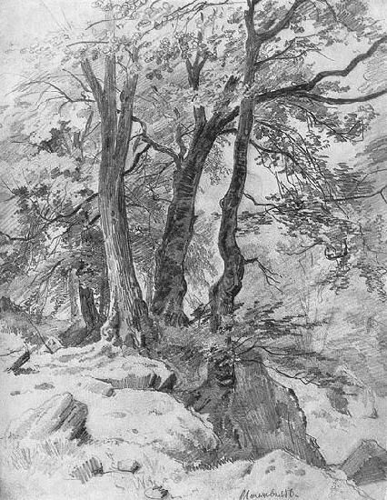 Ivan Shishkin, Pencil Drawings Of Nature, Forest Sketch, Tree Drawings, Russian Landscape, Landscape Pencil Drawings, Tree Drawings Pencil, Nature Sketch, Tree Sketches