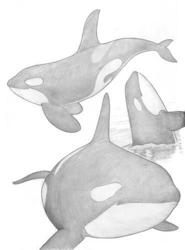 Underwater Animals Drawing, Orca Painting, Monster Anatomy, Ocean Drawings, Whale Sketch, Animal Sketches Easy, Underwater Drawing, Whale Drawing, Ocean Drawing