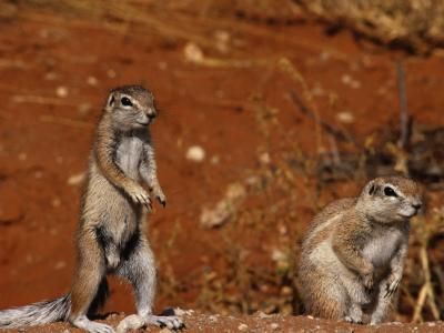 How to Get Rid of Squirrels With Baking Soda ...oh it on they r eating all my garden and raspberries..its WAR Poison Recipe, Mice Deterrent, Squirrel Deterrent, Squirrel Repellant, Get Rid Of Squirrels, Majestic Garden, Deer Repellant, Rodent Repellent, Animal Traps