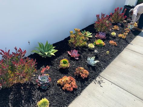 Mulch And Succulent Landscaping Ideas, Black Mulch Landscaping Front Yards, Succulent Rock Garden, Succulent Landscape, Plant Bed, Mulch Landscaping, Rose Garden Design, Beach Backyard, Garden Goals