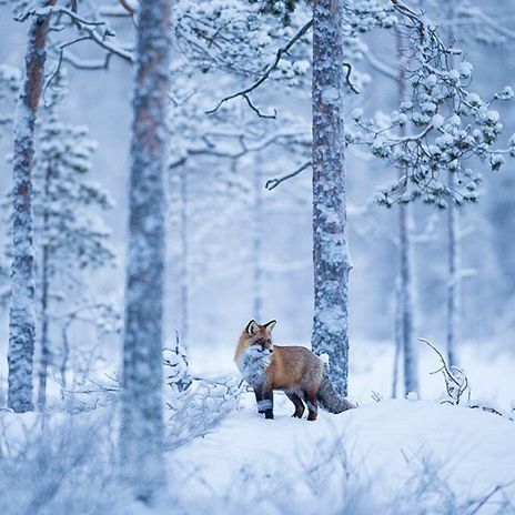 Animals In Snow Photography, Snow Fox Art, Fox In Forest, Fox In Snow, Fox In The Snow, Snow Animals, Fox Pictures, Snowy Forest, Winter Animals