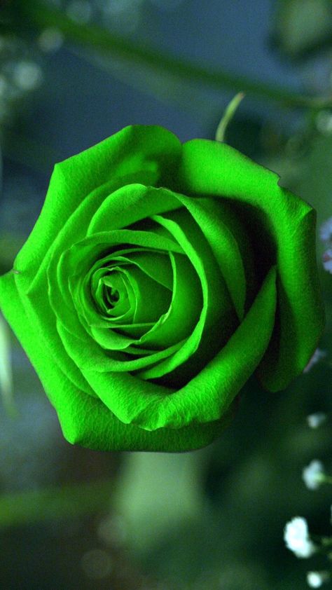 Green Rose Mobile Wallpaper | Best HD Wallpapers Rose Flower Hd, Red Roses Wallpaper, Rose Belle, Green Roses, Rose Flower Wallpaper, Beautiful Red Roses, Red Rose Flower, Pink Rose Flower, Beautiful Flowers Wallpapers