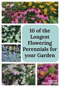 Flowering Perennials, Garden Wallpaper, Have Inspiration, Beautiful Flowers Garden, Perennial Garden, Flowers Perennials, Garden Cottage, Lawn And Garden, Shade Garden