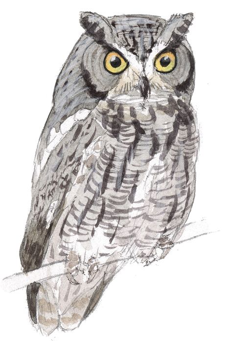 How To Draw A Snowy Owl, Screech Owl Drawing, Owl Drawing Simple, Owl Drawing Wings Open, Owl On A Branch Drawing, Eastern Screech Owl Drawing, Great Horned Owl Sketch, Owl Sketch, Western Screech Owl