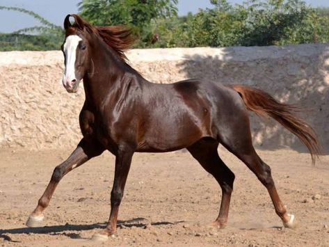 Rajwadi Horse of Marwar Kathiyawadi Horse, Liver Chestnut, Akhal Teke Horses, Marwari Horses, Akhal Teke, Chestnut Horse, Paws And Claws, Horse Equestrian, Love Animals