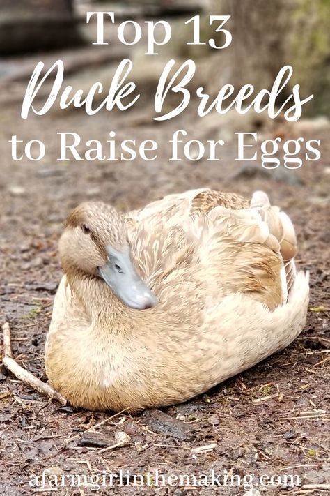 What you need to know about raising ducks for eggs, and how to get started. Discover the best egg laying ducks in this article. #ducks #duckeggs #raisingducks Egg Laying Ducks, How To Raise Ducks For Eggs, Best Ducks For Eggs, Raising Ducks And Chickens Together, When Do Ducks Start Laying Eggs, Raising Ducks For Eggs, Duck Laying Boxes, Raising Ducks For Beginners, Duck Care