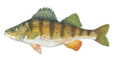 Trout Painting, Yellow Perch, Fish Paintings, Musky Fishing, Fish Ideas, Perch Fishing, Fish Artwork, Watercolor Fish, Fish Crafts