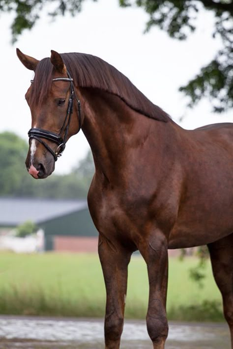 Chestnut Horse Aesthetic, Paint Horse Photography, Holsteiner Horse, Dutch Warmblood Horse, Kwpn Horse, Belgian Warmblood, Horse English, Dutch Warmblood, Horse Markings