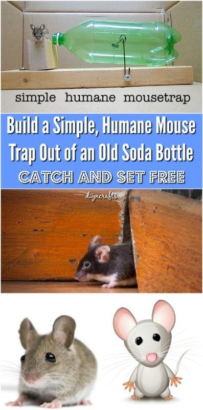 Mouse Trap Diy, Bug Repellant, Reuse Old Tires, Tire Swings, Bait Trap, Pest Prevention, Diy Pest Control, Animal Food, Mouse Trap