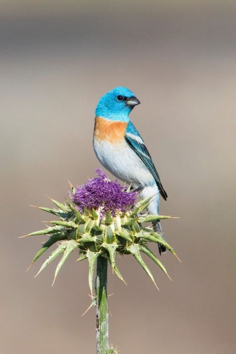 Lazuli Bunting, Scientific Facts, Song Birds, Most Beautiful Birds, Beautiful Bugs, Scientific Name, Color Pencil Drawing, Song Bird, Bird Species