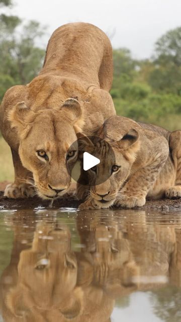 Tatis Travel | Luxury Travel on Instagram: "Capturing a poignant moment of love and protection in the wild!Behold, a lioness and her precious cub quenching their thirst at the water’s edge.   With utmost watchfulness, the lioness ensures her cub’s safety, keeping a vigilant eye on the surroundings. Witnessing this display of maternal instinct in action reminds us of the profound bonds and responsibilities within the animal kingdom.   A gentle reminder to cherish and protect all forms of life on our beautiful planet.  #africawildlife #maternallove #protectourplanet #naturephotography #wildlife_wanderers #safari #luxurytravel #uniqueexperience #traveltheworld #tatistravel❤️" Lioness And Cubs, Africa Wildlife, Wild Safari, A Gentle Reminder, What A Beautiful World, Africa Safari, Water Sources, African Safari, In The Wild