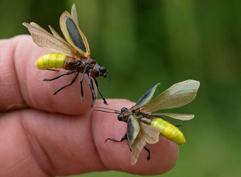 ligtning bug | Realistic Fireflies / Lightning bugs - Commissioned for a Georgia ... Firefly Images, Firefly Garden, Firefly Painting, Firefly Tattoo, Lighting Bugs, Lightning Bugs, Firefly Art, Beautiful Bugs, Bugs And Insects