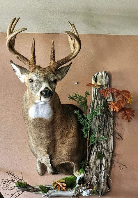 Buck Mounts Ideas, Deer Processing, Turkey Mounts, Deer Mount Decor, Deer Mount Ideas, Deer Photography, Deer Antler Crafts, Animal Taxidermy, Taxidermy Mounts