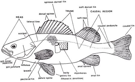 fish parts Fish Anatomy, Nature Camp, Fish Fin, Fish Sketch, Dead Animals, Printable Label Templates, New England Aquarium, Sketch Note, Coral Art