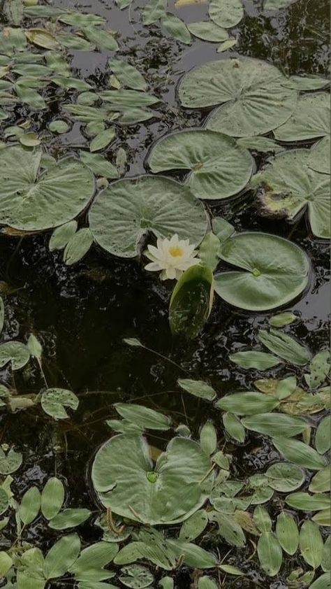 2022 Art, Earth Nature, Nature Forest, Google Lens, Water Lilies, Nature Beauty, Forest Green, Forest, Water