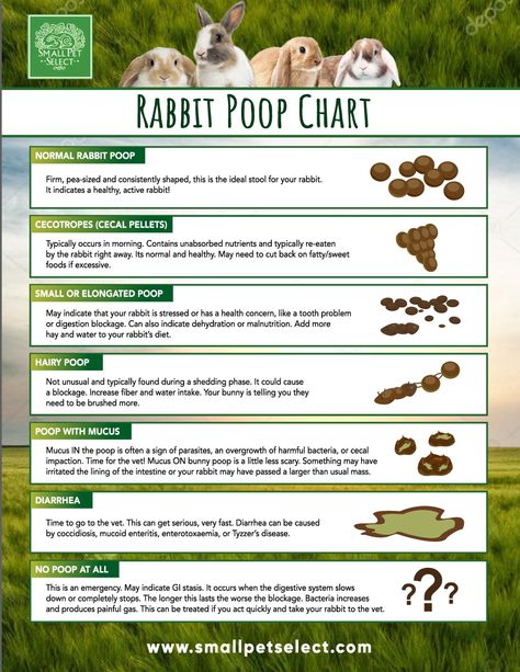 Rabbit Poop Guide, Bunny Information, 4h Rabbit Poster Ideas, Rabbit Posters For 4-h, Bunny Care Tips, Show Rabbits, Lop Bunnies, Rabbit Stuff, Rabbit Enclosure