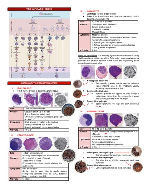 Phagocytosis Steps, Systemic Mastocytosis, Autoimmune Disease Awareness, Lung Histology, Connective Tissue Histology, Types Of Blood Cells, How The Universe Works, Cell Division, Medical Laboratory Science