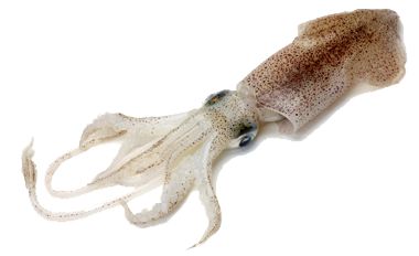 top squid facts Humboldt Squid, Aquarium Animals, Colossal Squid, Fish Reference, Vampire Squid, Squid Fish, Giant Squid, Clip Art Library, Roblox Game