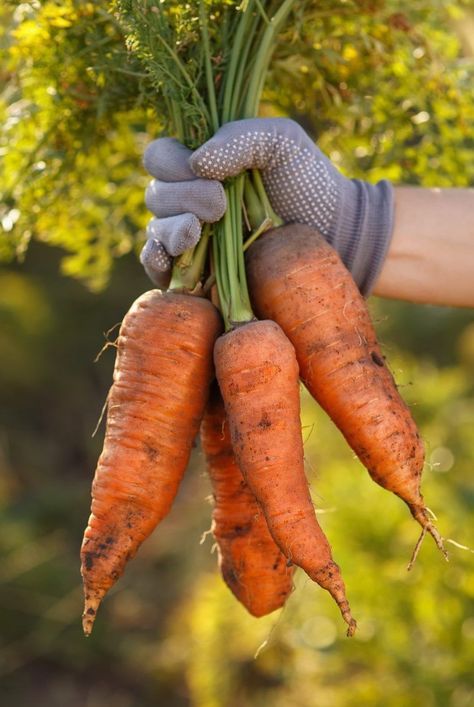 Cake Recipes Carrot, Carrot Dog Treats, Recipes Carrot Cake, Cake Dessert Recipes, Carrot Cake Recipes, Carrot Cake Dessert, Grow Carrots, Carrot Recipe, How To Plant Carrots