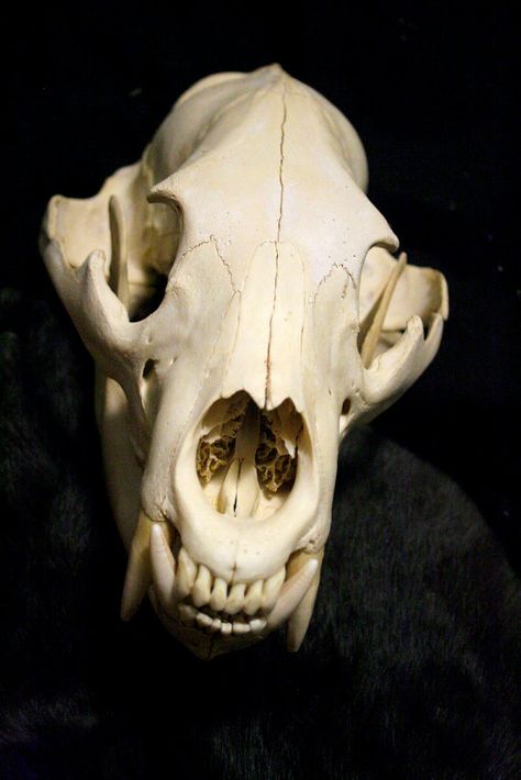 Storage Auction Find.  This bear skull was found in a unit with lots of First Nation items. Muntjac Deer, Taxidermy Oddities, Bear Skull, Skull Anatomy, Skull Reference, Animal Skeletons, Animal Teeth, Animal Skull, Skeleton Bones