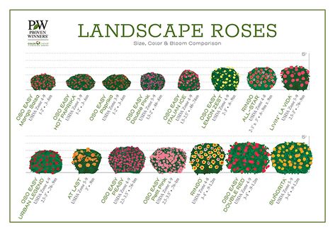 Maybe it’s time to break up with your roses. | Proven Winners Landscape Roses, Landscaping With Roses, Orange Plant, Yellow Plants, Italian Ice, Proven Winners, Simple Rose, Easy Italian, Growing Roses