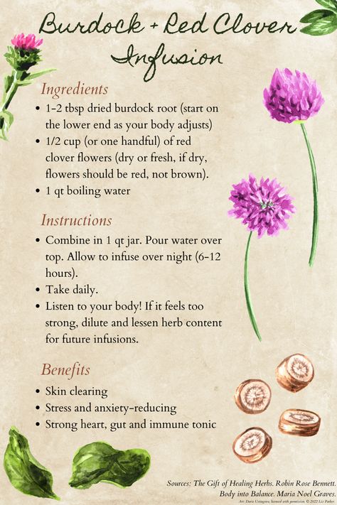 Medicine Garden, Herbal Medicine Recipes, Shadow Garden, Medicinal Herbs Garden, Medical Herbs, Red Clover, Herbal Recipes, Burdock Root, Herbal Apothecary