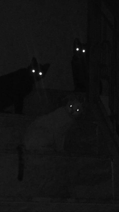 Creepy Cat Aesthetic, Starrflesh Wallpaper, Starfleshcore Wallpapers, Starrflesh Cat, Spooky Cat Wallpaper, Star Flesh Core, Flesh Core, Star Flesh, Starflesh Core