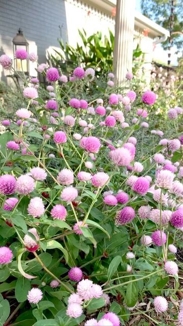 Charla Anthony on Instagram: "Gomphrena is an old-fashioned warm season annual. Also, known as batchelor buttons, it is so durable. Flower breeders have taken it to a new level, with a number of newer color options. Blooming since August, this ‘Pastel Mix’ from @floretflower weathered record heat in my central Texas garden. It combines nicely with Purple Fountain grass. 🌱Gomphrena globosa make long-lasting cut and come again flowers. 🌱They dry beautifully and hold their color well. 🌱I starte Central Texas Garden, Gomphrena Flowers, Gomphrena Globosa, Colour Mixture, Suburban Landscape, Texas Garden, Full Sun Perennials, Fountain Grass, Texas Gardening