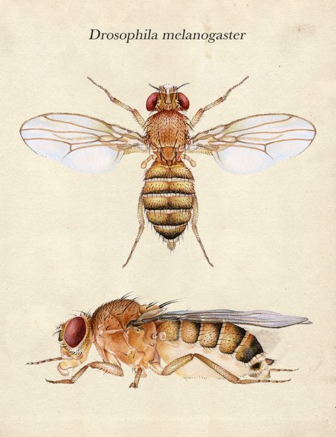 Drosophila melanogaster on Behance Drosophila Melanogaster, Entomology Illustration, Insect Anatomy, Science Drawing, Fly Drawing, Cool Insects, Fruit Fly, Stippling Art, Biology Art