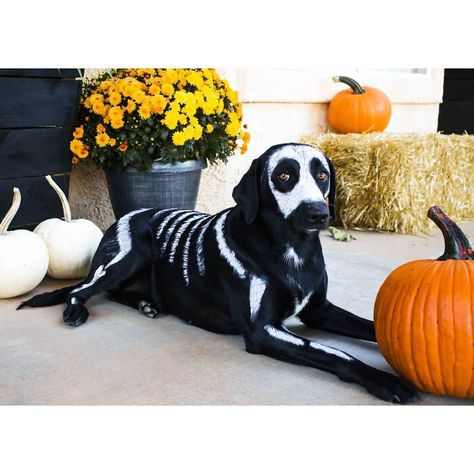 Simple Yet Effective Small Shark, Dog Skeleton, Scary Dogs, Pet Halloween Costumes, Dog Halloween Costumes, Pet Dress, Funny Dog Pictures, Fantasias Halloween, Halloween Animals