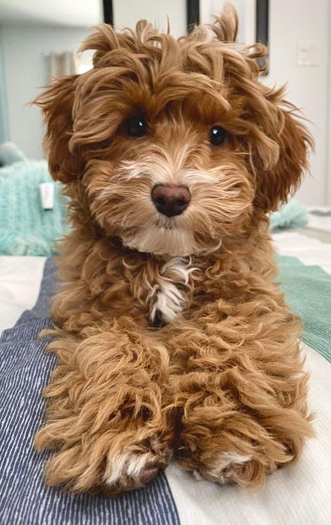 WELCOME TO RIVER EDGE CAVAPOOS - River’s Edge Cavapoos Cavapoo Dogs, Teddy Bear Dog, Cavapoo Puppies, River Edge, Cute Cats And Dogs, Cute Creatures, Sweet Animals, Goldendoodle, Beautiful Dogs