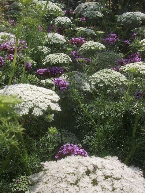 Verbena, with the annual umbellifer Amni visnaga. Ammi Visnaga, Ammi Majus, White And Purple Flowers, Garden School, Verbena Bonariensis, Daucus Carota, Mary Cassatt, Garden Borders, White Gardens