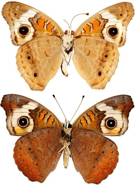 Common Buckeye Butterfly, Butterfly Camouflage, Buckeye Butterfly, Snowshoe Hare, Plants That Attract Butterflies, Butterfly Habitat, Evolutionary Biology, Insect Collection, Red Fall